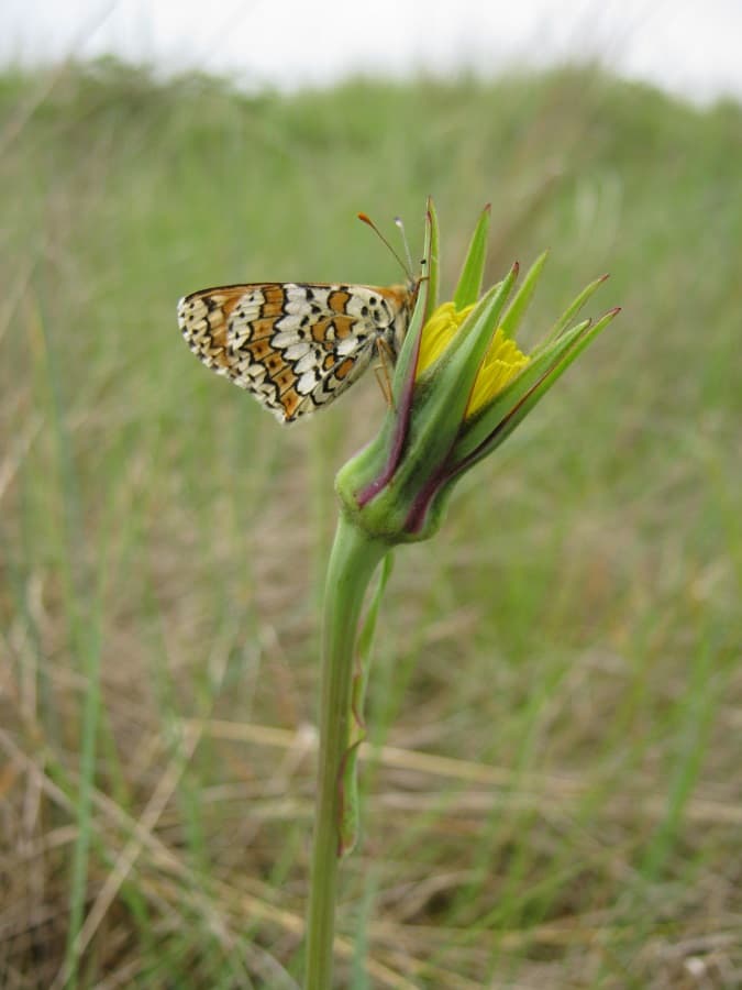 CPIE_Papillon dune