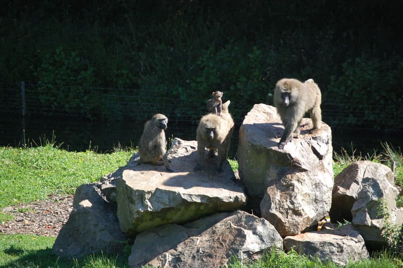 Parc animalier Saint-Martin_6