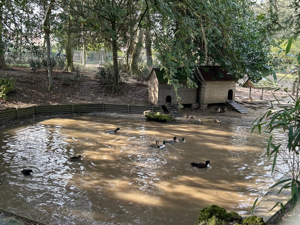 parc-de-la-baleine-canard-luc