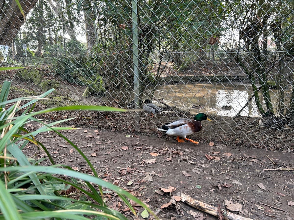parcdelabaleine-luc-canard