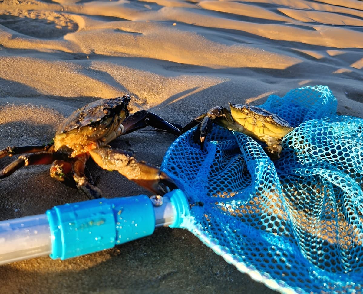 pêche à pied