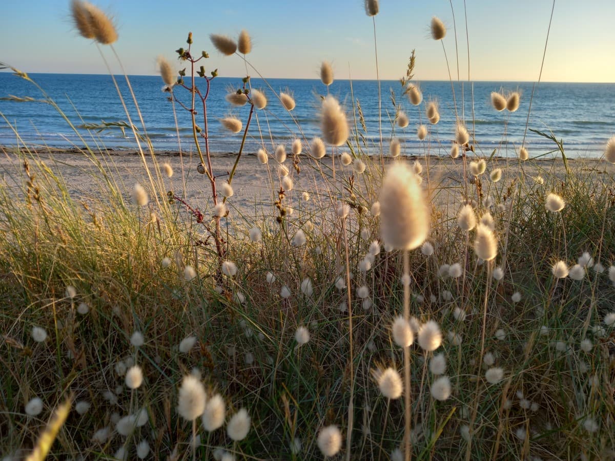 portbail-lila-rose-0