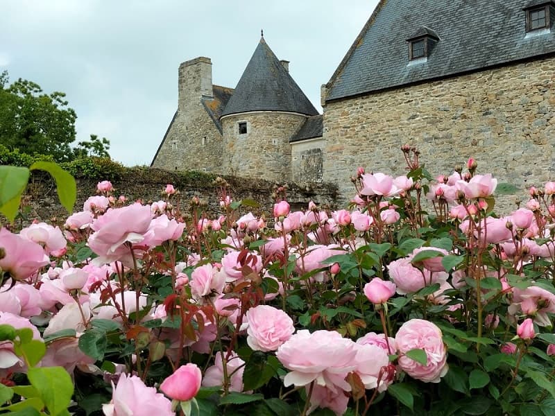 roseraie David Austin 1
