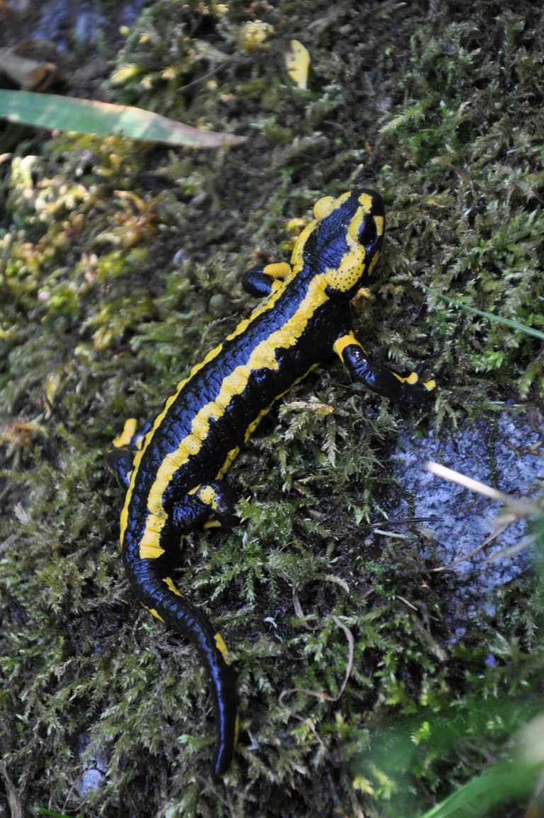 CPIE_salamandre tachetée