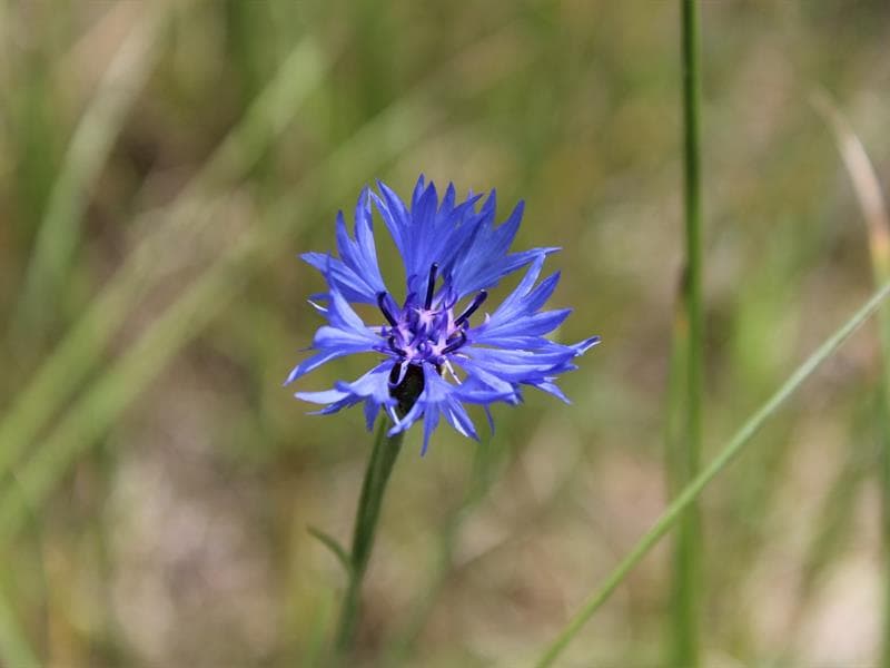 Balades & Botanique – Sorties natures