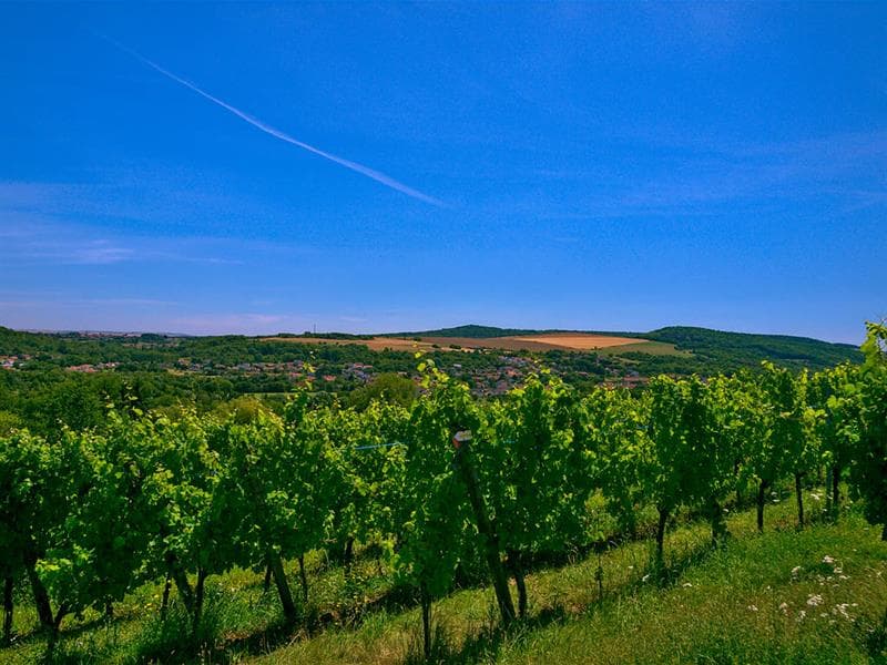 Domaine des Côteaux de Dornot