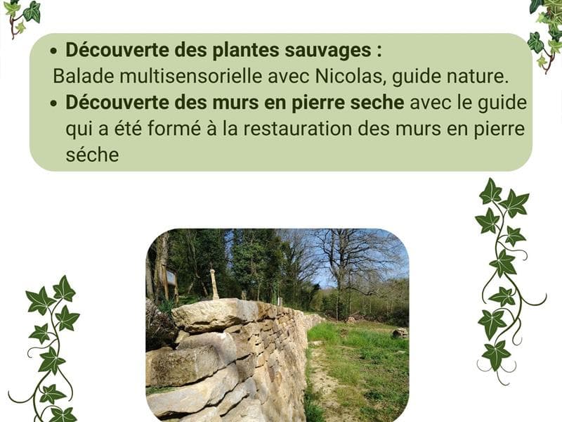 Balade Botanique – Murs en pierre sèche et plantes sauvages