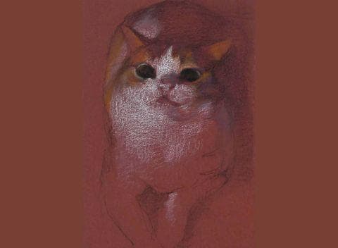 Rencontres de chats - exposition de Yve Li