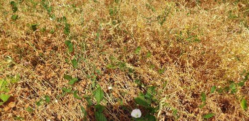 Les lentilles bio de Harol
