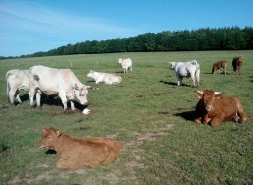 Ferme le bœuf de la rue