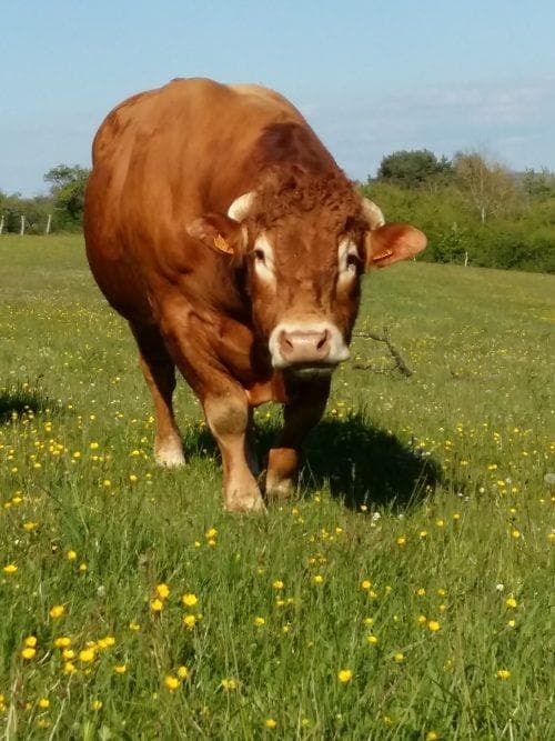 Ferme des Murats