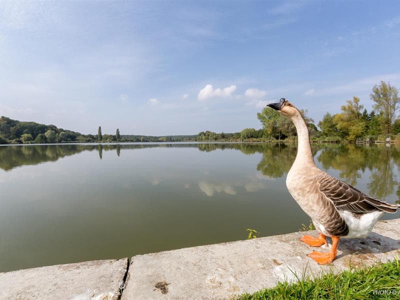 Etang de Farschviller