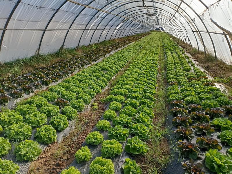 Les jardins d'Husange