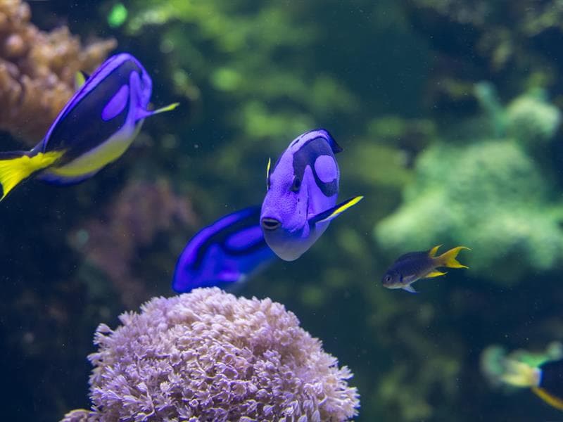 Muséum-Aquarium de Nancy