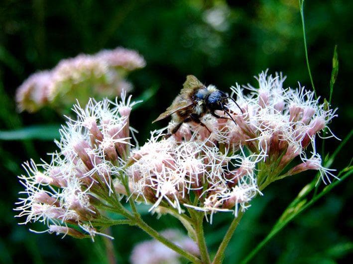 Apiculture