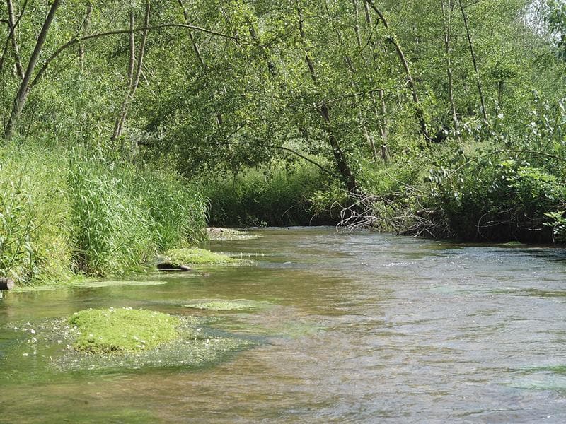 Pêche le Roseau de la Haute Vezouze