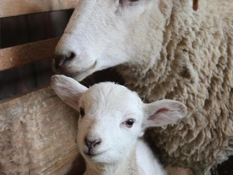 Visite à la Ferme
