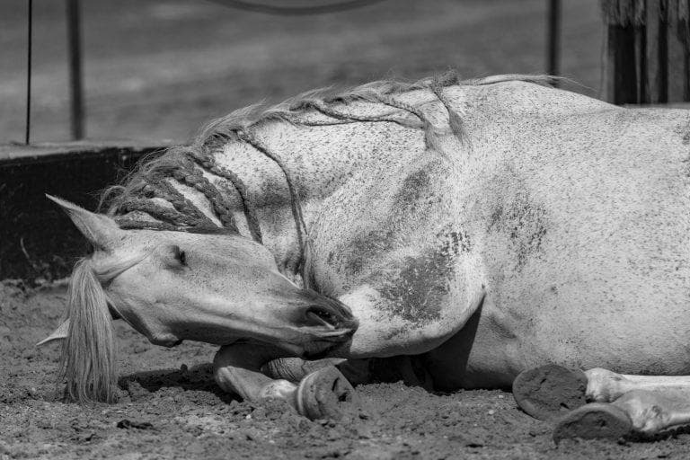 Visite guidée - De la cavalerie aux loisirs : le cheval dans l’histoire de Lunéville