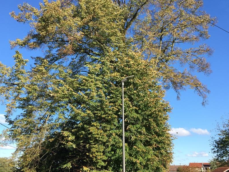 Tilleul à grandes feuilles