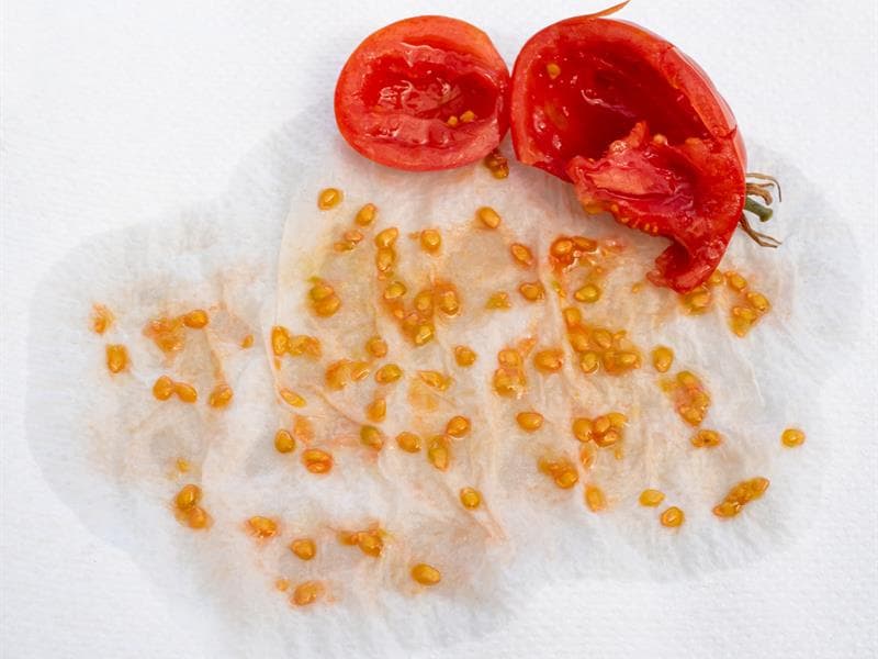 Semences reproductibles, être autonome au jardin