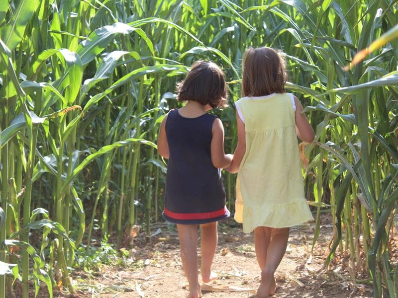 Labyrinthe de maïs