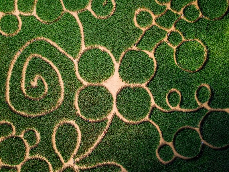 Labyrinthe de maïs