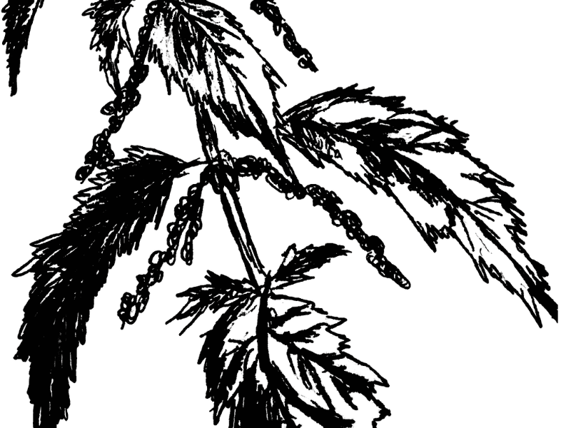 Cuisine des plantes - Cueillette et Gourmandises