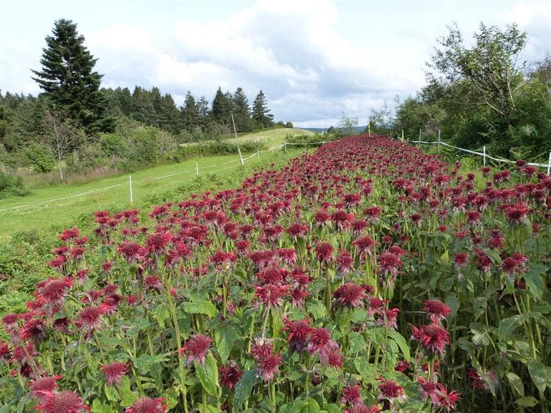 Les jardins de Bernadette - plantes condimentaires et aromatiques
