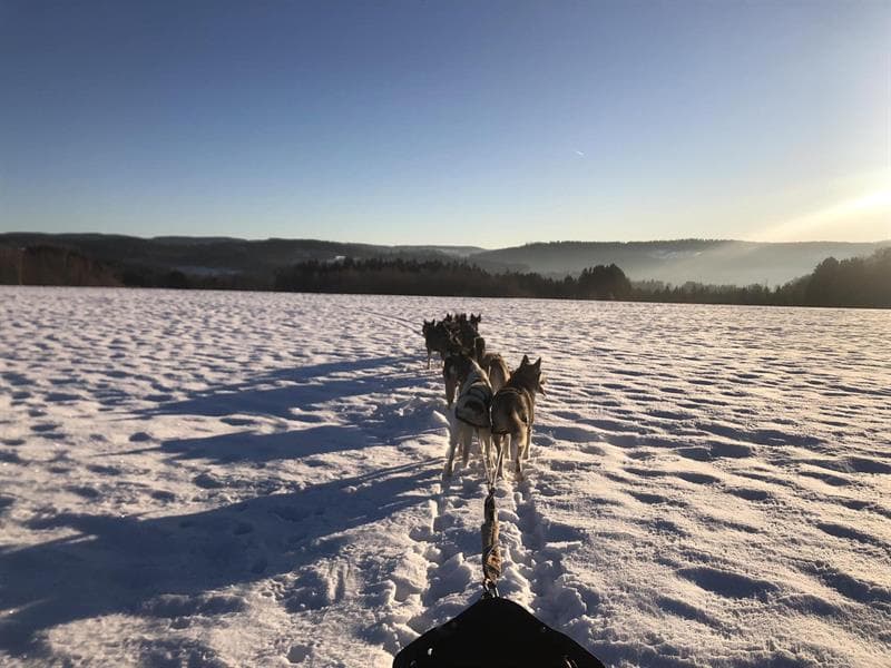 Tribu Vagabonde - chiens de traineau