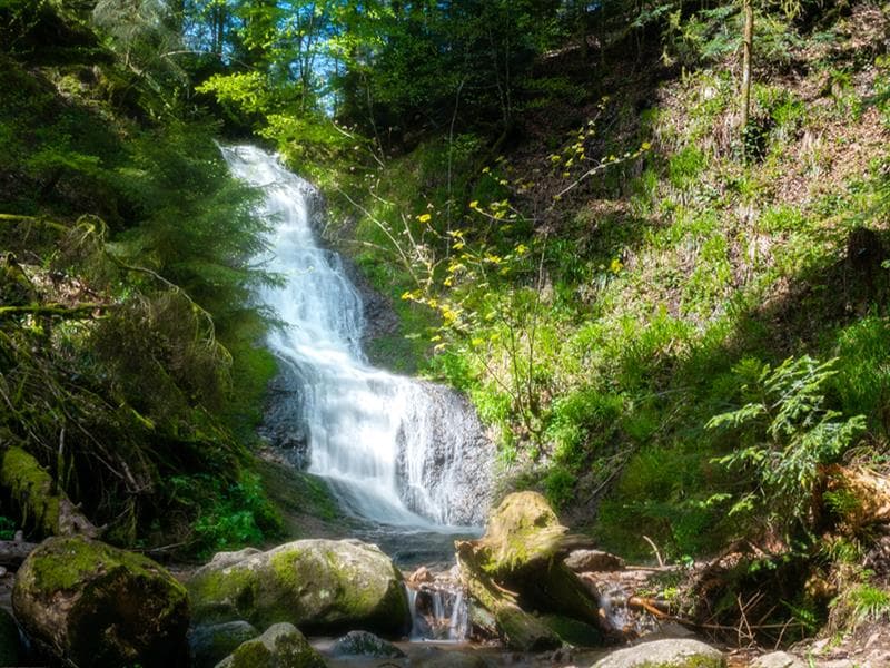 Le saut de la bourrique