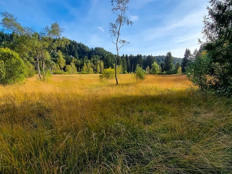 La tourbière du Grand Etang