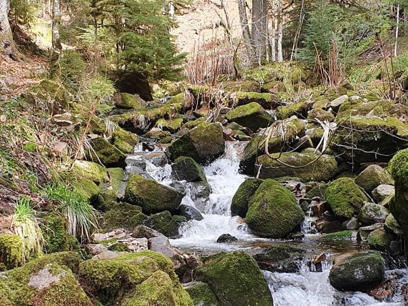 La Gorge des Roitelets