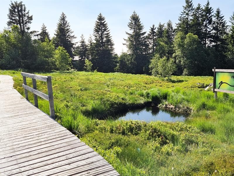 La tourbière du Haut Chitelet