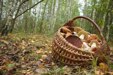 A la recherche des champignons