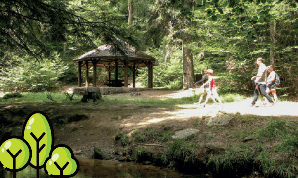 Sorties Sylvothérapie - Bains de forêt