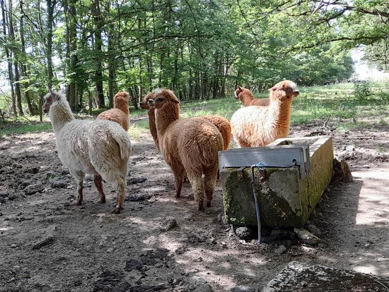 Visites guidées du GAEC de l'Altiplano ferme pédagogique