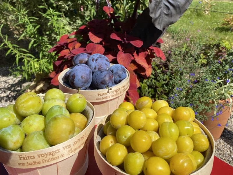 Stage - Des prunes et des mirabelles