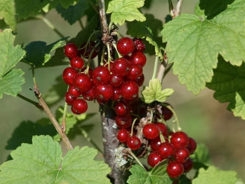 Stage - Les petits fruits : bien les choisir et bien les cultiver