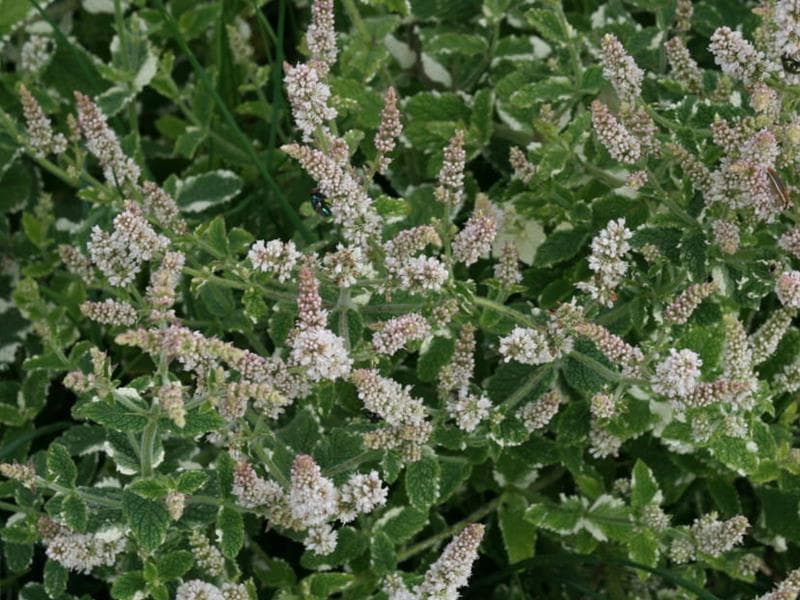 Atelier enfant 3-6 ans : Alchimie de la menthe
