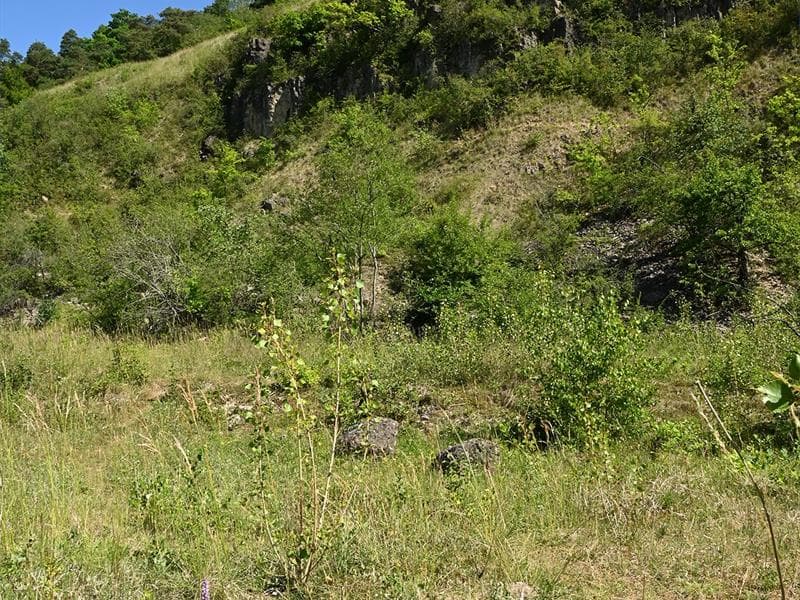 Pelouses calcaires d'Apach et de Merschweiller