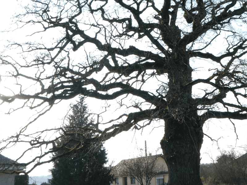 Chêne tricentenaire