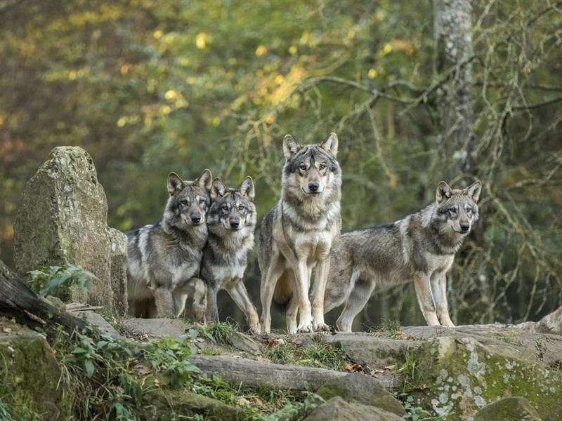 Parc animalier de Sainte-Croix