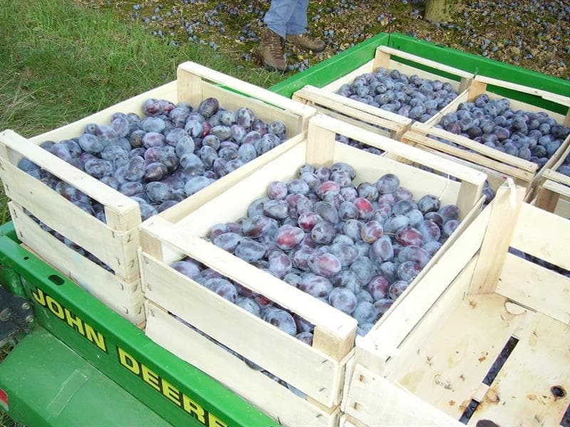 Le verger des frères Frumholtz
