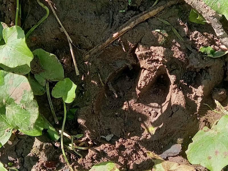 Traces et indices dans le Sanctuaire de nature