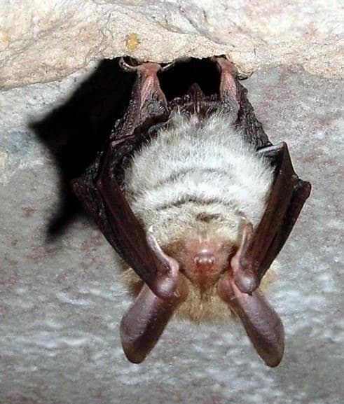 La nuit des chauves-souris