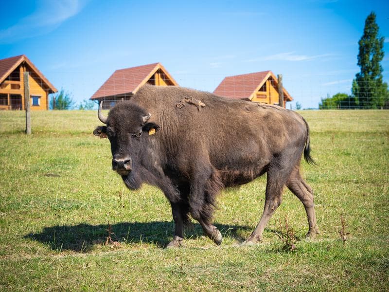 Le ranch des bisons