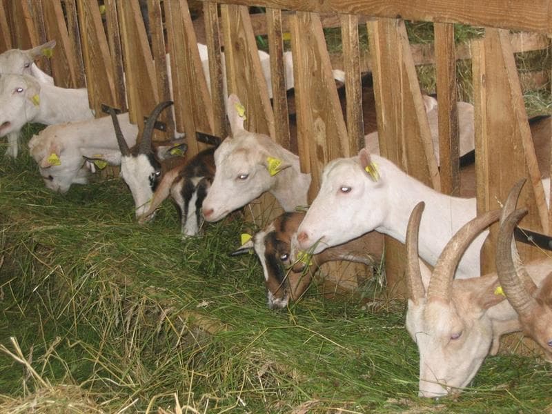Fromagerie - ferme des Bigoudis