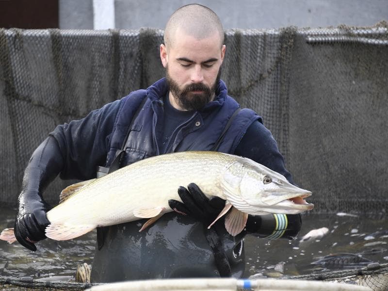 Domaine départemental de Lindre - pisciculture