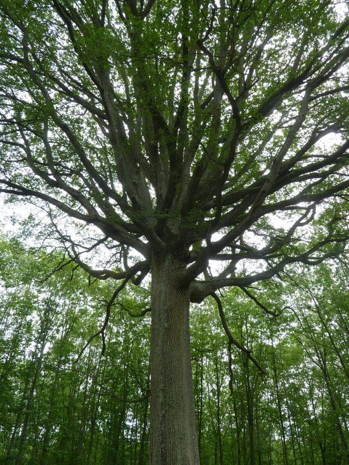 Des arbres et des ailes