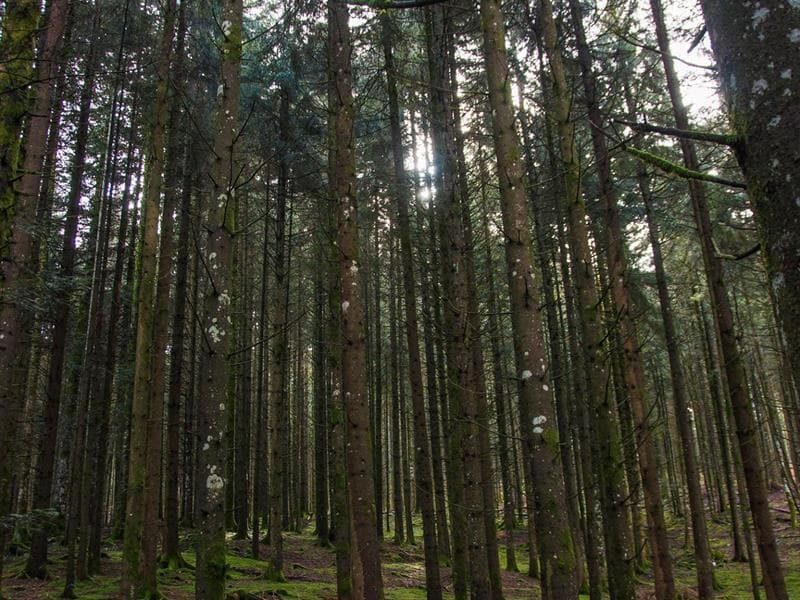 A l'écoute de la forêt, vivez l'automne autrement